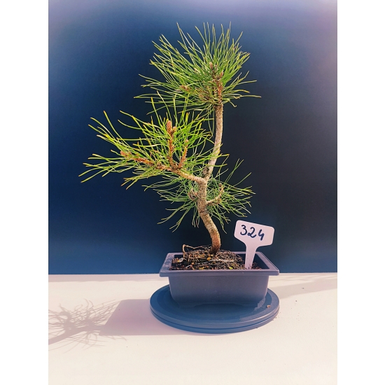 Żywe Drzewko Bonsai Sosna Czarna Pinus Nigra 11-letni na PREZENT 324