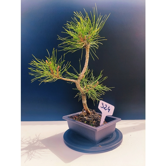 Żywe Drzewko Bonsai Sosna Czarna Pinus Nigra 11-letni na PREZENT 324