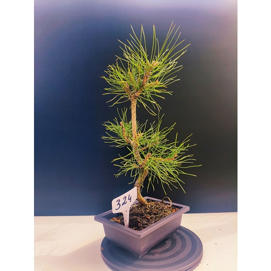 Żywe Drzewko Bonsai Sosna Czarna Pinus Nigra 11-letni na PREZENT 324