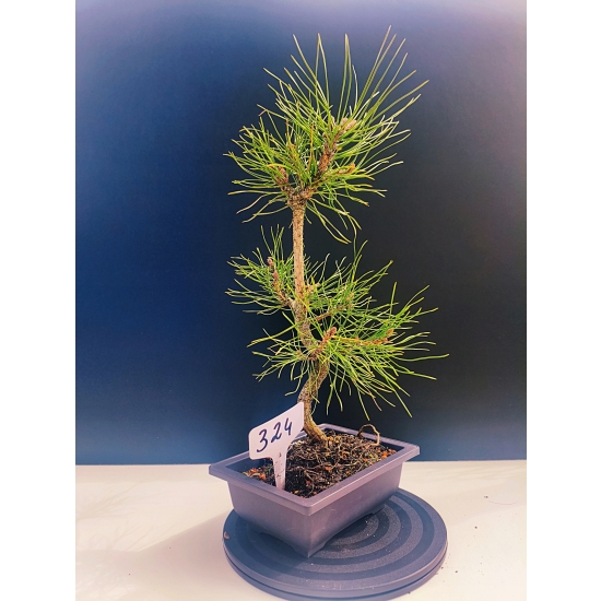 Żywe Drzewko Bonsai Sosna Czarna Pinus Nigra 11-letni na PREZENT 324