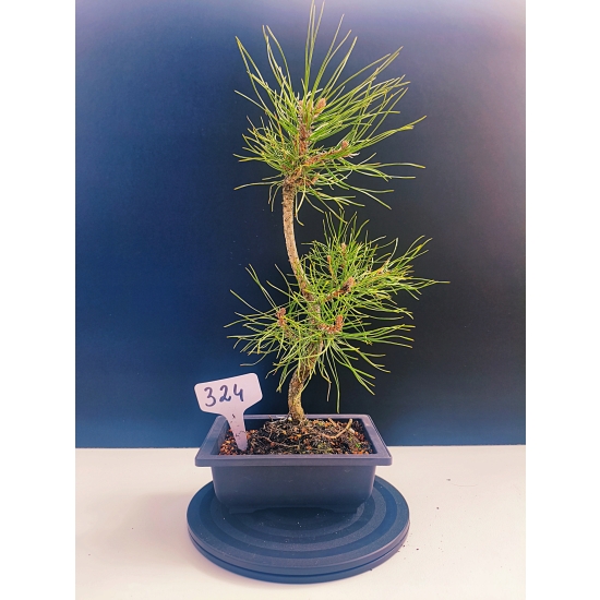 Żywe Drzewko Bonsai Sosna Czarna Pinus Nigra 11-letni na PREZENT 324