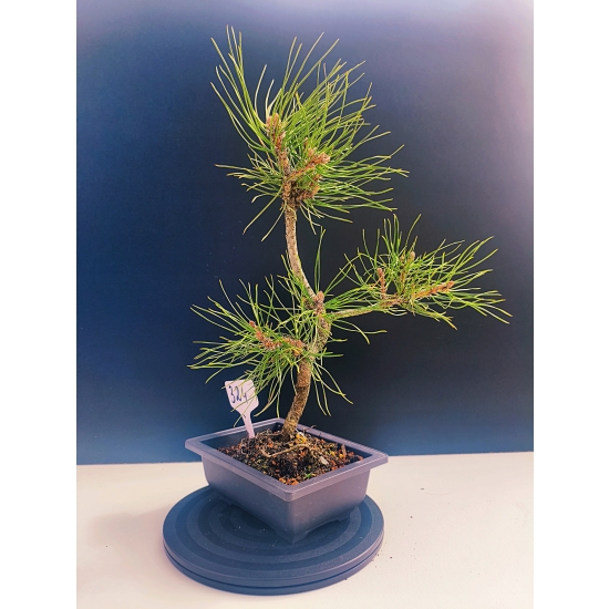 Żywe Drzewko Bonsai Sosna Czarna Pinus Nigra 11-letni na PREZENT 324