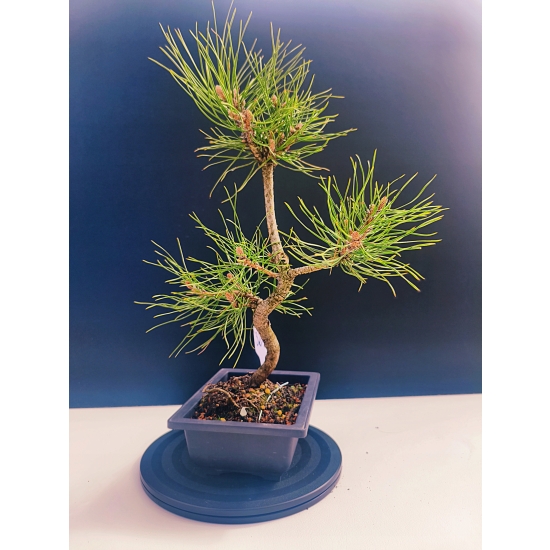 Żywe Drzewko Bonsai Sosna Czarna Pinus Nigra 11-letni na PREZENT 324