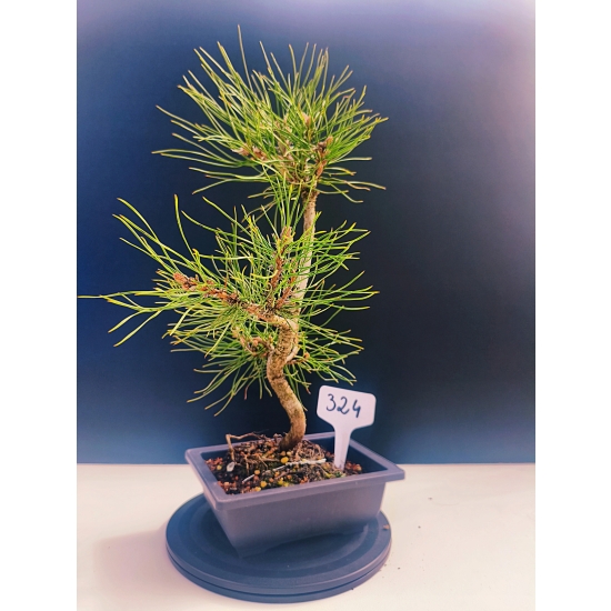 Żywe Drzewko Bonsai Sosna Czarna Pinus Nigra 11-letni na PREZENT 324