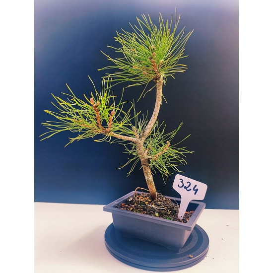 Żywe Drzewko Bonsai Sosna Czarna Pinus Nigra 11-letni na PREZENT 324