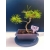 Żywe Drzewko Bonsai Sosna Czarna Pinus Nigra 10-letni na PREZENT 325
