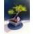 Żywe Drzewko Bonsai Sosna Czarna Pinus Nigra 10-letni na PREZENT 325