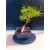 Żywe Drzewko Bonsai Sosna Czarna Pinus Nigra 10-letni na PREZENT 325
