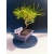 Żywe Drzewko Bonsai Sosna Czarna Pinus Nigra 10-letni na PREZENT 325