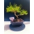 Żywe Drzewko Bonsai Sosna Czarna Pinus Nigra 10-letni na PREZENT 325