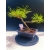 Żywe Drzewko Bonsai Sosna Czarna Pinus Nigra 10-letni na PREZENT 325