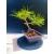 Żywe Drzewko Bonsai Sosna Czarna Pinus Nigra 10-letni na PREZENT 325