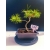 Żywe Drzewko Bonsai Sosna Czarna Pinus Nigra 10-letni na PREZENT 325