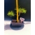 Żywe Drzewko Bonsai Sosna Czarna Pinus Nigra 10-letni na PREZENT 325