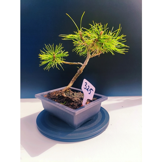 Żywe Drzewko Bonsai Sosna Czarna Pinus Nigra 10-letni na PREZENT 325