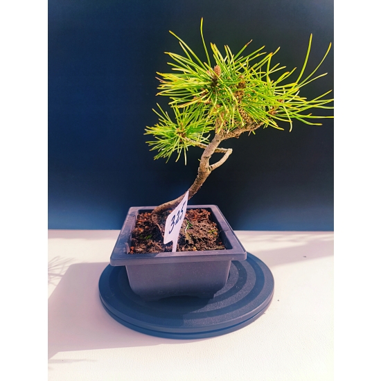 Żywe Drzewko Bonsai Sosna Czarna Pinus Nigra 10-letni na PREZENT 325
