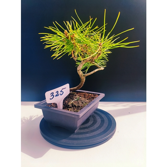 Żywe Drzewko Bonsai Sosna Czarna Pinus Nigra 10-letni na PREZENT 325