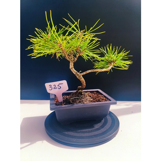 Żywe Drzewko Bonsai Sosna Czarna Pinus Nigra 10-letni na PREZENT 325