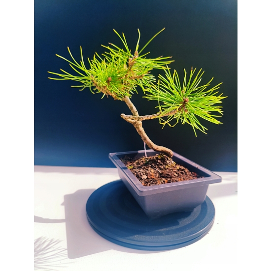 Żywe Drzewko Bonsai Sosna Czarna Pinus Nigra 10-letni na PREZENT 325