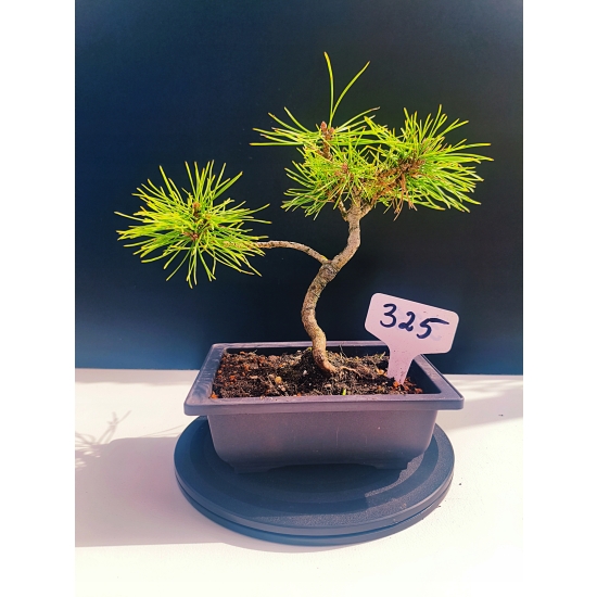 Żywe Drzewko Bonsai Sosna Czarna Pinus Nigra 10-letni na PREZENT 325