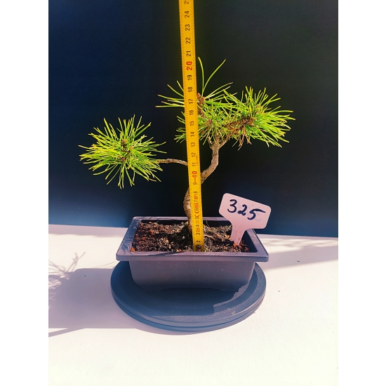 Żywe Drzewko Bonsai Sosna Czarna Pinus Nigra 10-letni na PREZENT 325