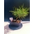 Żywe Drzewko Bonsai Sosna Czarna Pinus Nigra 10-letni na PREZENT 328