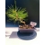 Żywe Drzewko Bonsai Sosna Czarna Pinus Nigra 10-letni na PREZENT 328