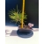 Żywe Drzewko Bonsai Sosna Czarna Pinus Nigra 10-letni na PREZENT 328