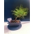 Żywe Drzewko Bonsai Sosna Czarna Pinus Nigra 10-letni na PREZENT 328
