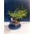 Żywe Drzewko Bonsai Sosna Czarna Pinus Nigra 10-letni na PREZENT 328