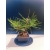 Żywe Drzewko Bonsai Sosna Czarna Pinus Nigra 10-letni na PREZENT 328