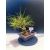 Żywe Drzewko Bonsai Sosna Czarna Pinus Nigra 10-letni na PREZENT 328