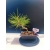Żywe Drzewko Bonsai Sosna Czarna Pinus Nigra 10-letni na PREZENT 328