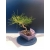 Żywe Drzewko Bonsai Sosna Czarna Pinus Nigra 10-letni na PREZENT 328
