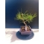 Żywe Drzewko Bonsai Sosna Czarna Pinus Nigra 10-letni na PREZENT 328