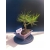 Żywe Drzewko Bonsai Sosna Czarna Pinus Nigra 10-letni na PREZENT 328
