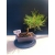 Żywe Drzewko Bonsai Sosna Czarna Pinus Nigra 10-letni na PREZENT 328