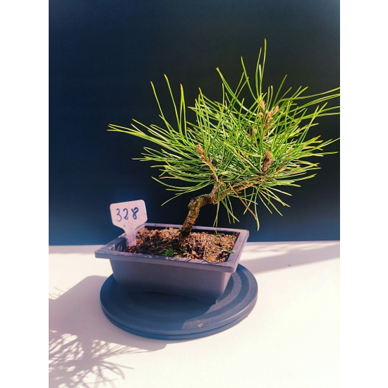 Żywe Drzewko Bonsai Sosna Czarna Pinus Nigra 10-letni na PREZENT 328
