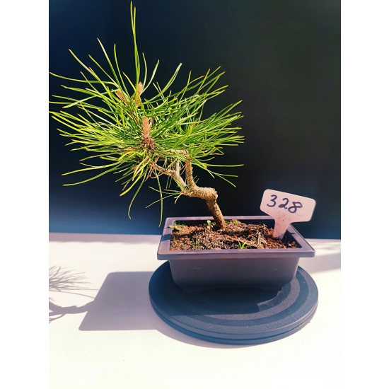 Żywe Drzewko Bonsai Sosna Czarna Pinus Nigra 10-letni na PREZENT 328