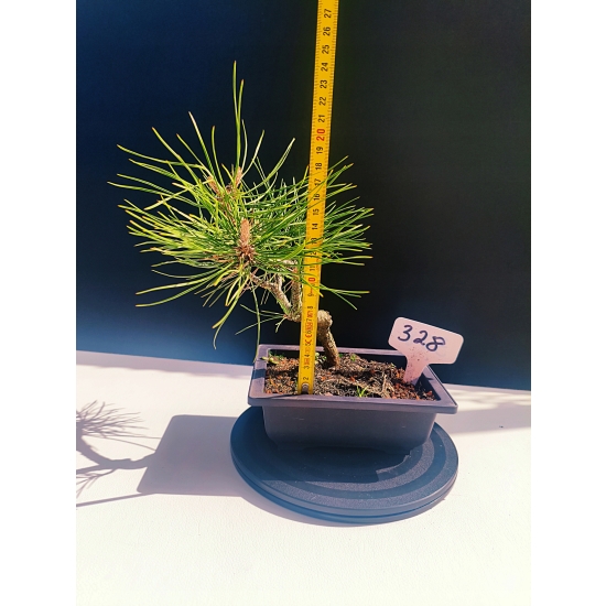 Żywe Drzewko Bonsai Sosna Czarna Pinus Nigra 10-letni na PREZENT 328