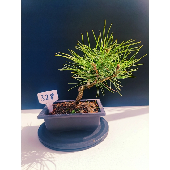 Żywe Drzewko Bonsai Sosna Czarna Pinus Nigra 10-letni na PREZENT 328