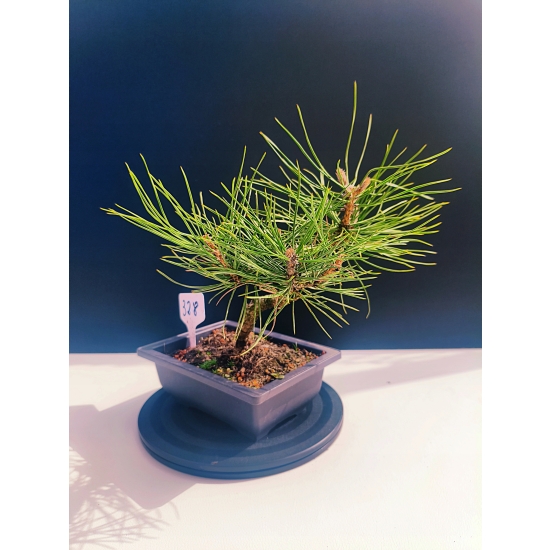 Żywe Drzewko Bonsai Sosna Czarna Pinus Nigra 10-letni na PREZENT 328