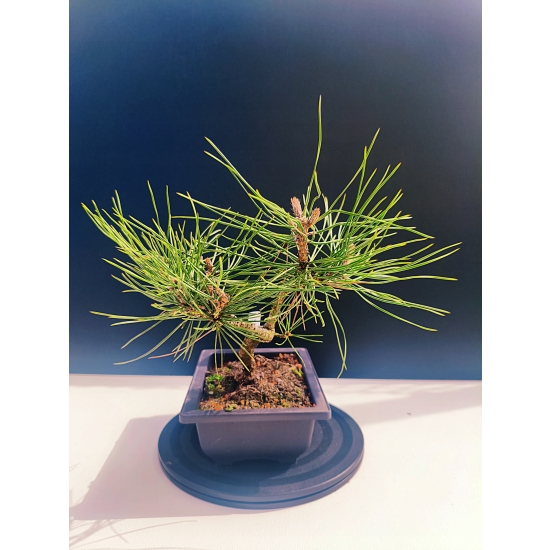 Żywe Drzewko Bonsai Sosna Czarna Pinus Nigra 10-letni na PREZENT 328