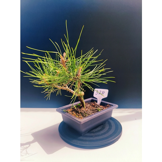 Żywe Drzewko Bonsai Sosna Czarna Pinus Nigra 10-letni na PREZENT 328