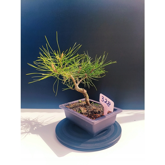 Żywe Drzewko Bonsai Sosna Czarna Pinus Nigra 10-letni na PREZENT 328
