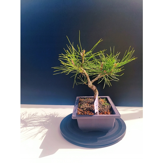 Żywe Drzewko Bonsai Sosna Czarna Pinus Nigra 10-letni na PREZENT 328