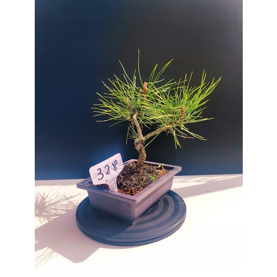 Żywe Drzewko Bonsai Sosna Czarna Pinus Nigra 10-letni na PREZENT 328