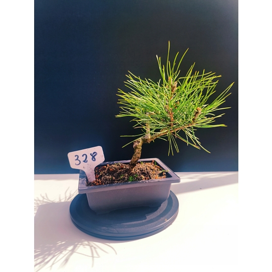 Żywe Drzewko Bonsai Sosna Czarna Pinus Nigra 10-letni na PREZENT 328