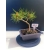 Żywe Drzewko Bonsai Sosna Czarna Pinus Nigra 10-letni na PREZENT 329