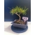 Żywe Drzewko Bonsai Sosna Czarna Pinus Nigra 10-letni na PREZENT 329